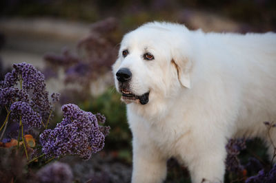 Close-up of a dog