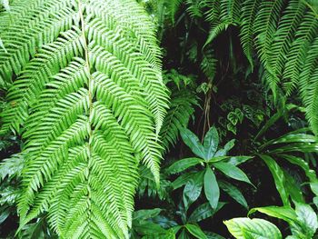 Close-up of green leaves