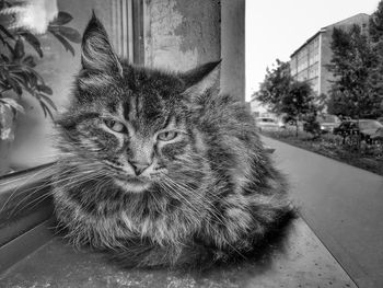 Cat sitting in a city