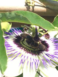 Close-up of purple flowers