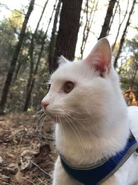 Close-up of cat on tree