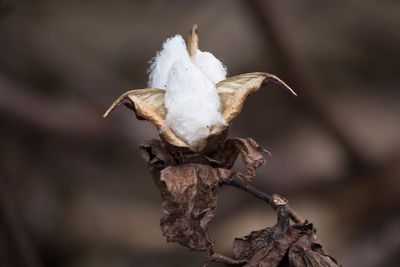 Close-up of dried plant