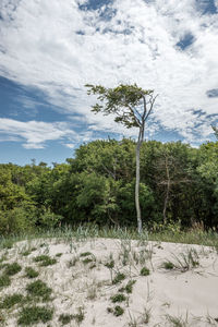 Trees on landscape against cloudy sky