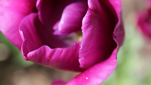 Close-up of pink tulip flower