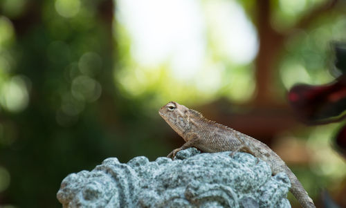 Close-up of lizard on rock