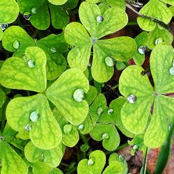 Full frame shot of water drops on leaf