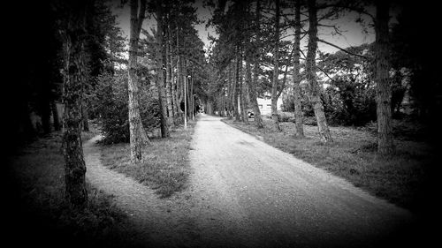 Road amidst trees in forest
