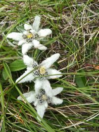 High angle view of white flowering plant on field