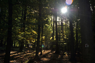 Sun shining through trees in forest