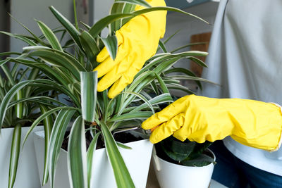 Close up hands in yellow gloves gardening