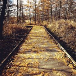 Dirt road in forest