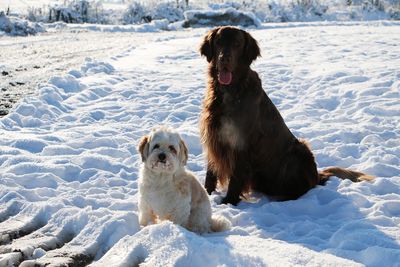 Dog standing on snow covered land