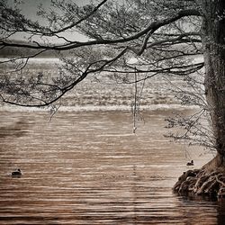 Bare trees in water