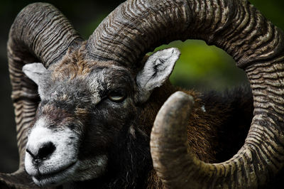 Close-up portrait of goat