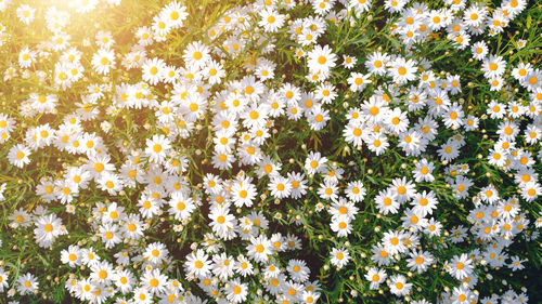 Full frame shot of white flowering plants on field