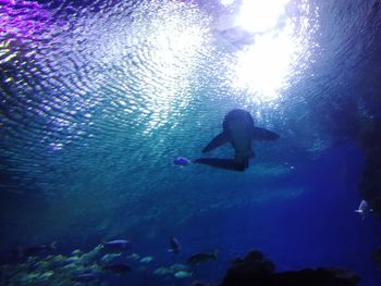 Low angle view of silhouette fish swimming in sea