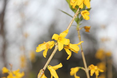 Close-up of yellow flowering plant