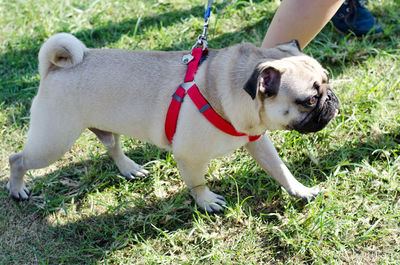 Dog on grass