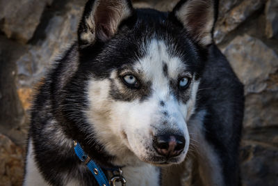 Close-up portrait of siberian husky