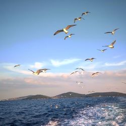 Seagulls flying over sea against sky