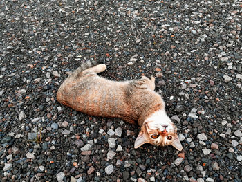 High angle view of a cat on street