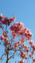 Low angle view of pink flower tree against clear sky