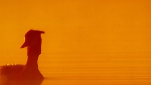 Close-up of bird against orange sky