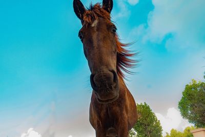 Low angle view of horse against sky