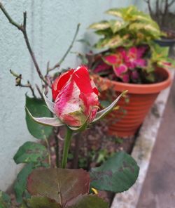 Close-up of red flowers blooming outdoors