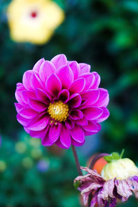 Close-up of pink dahlia flower