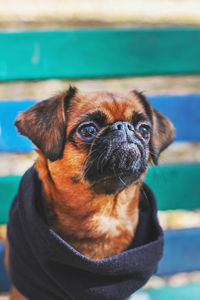 Close-up portrait of dog