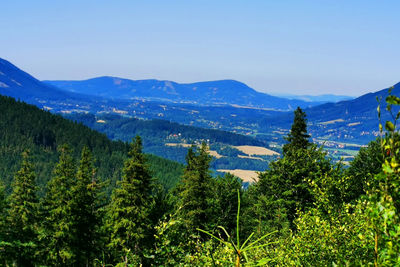 Panoramic view of pine trees and mountains against sky