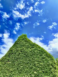 Low angle view of tree against sky