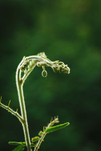 Close-up of plant