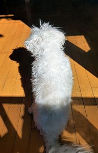 High angle view of dog on floor