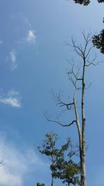 Low angle view of tree against blue sky