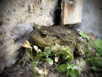 High angle view of frog on land