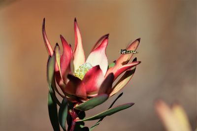 Close-up of pink flower