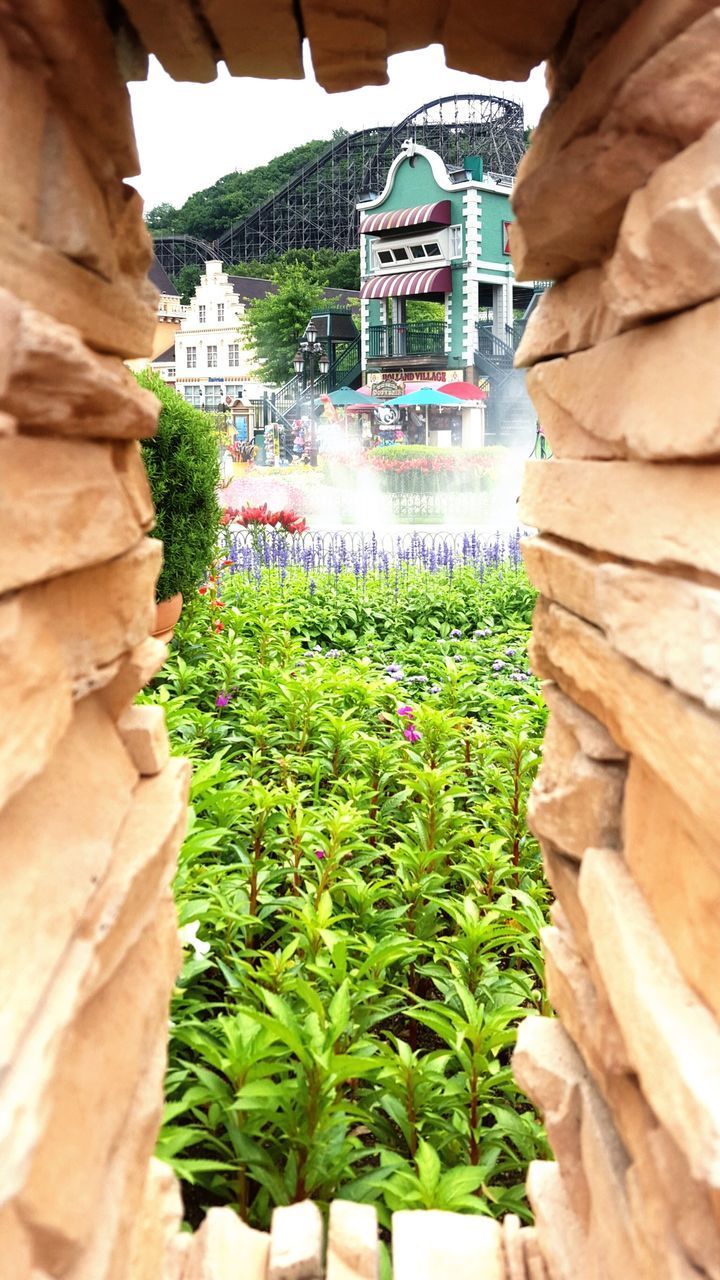 CLOSE-UP OF FRESH GREEN PLANT