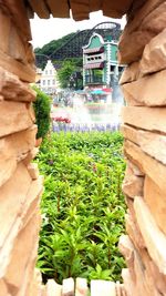 Close-up of fresh green plants in front of building