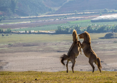 Horses playing on field