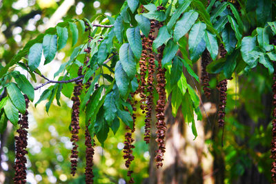 Close-up of berries growing on tree