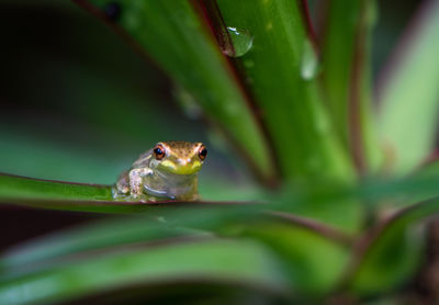 Close-up of frog on plant