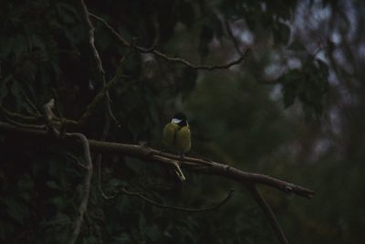 Low angle view of bird perching on tree at night