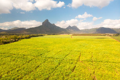 Scenic view of field against sky