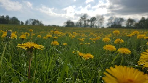 Close-up of yellow flowers growing on field