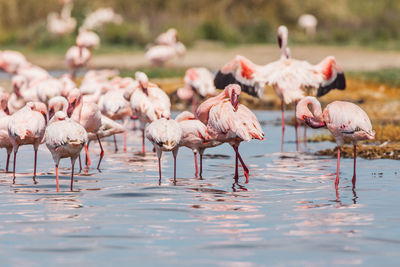 Flamingo on a lake