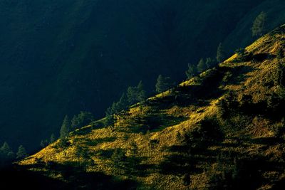 Scenic view of trees in forest