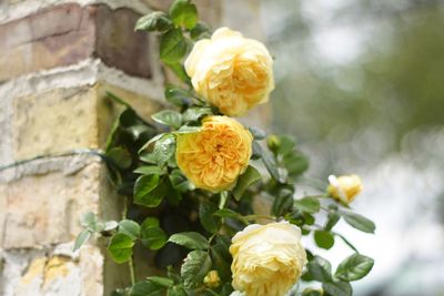 Low angle view of yellow roses blooming outdoors