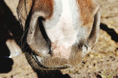 Close-up of horse on field